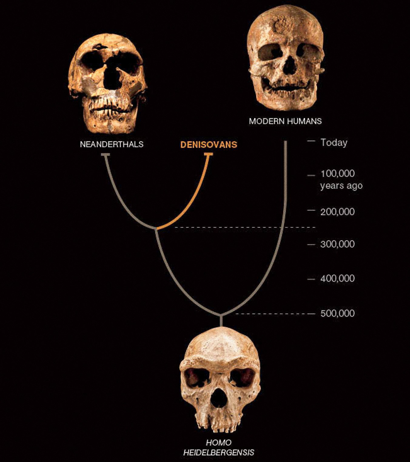 Una tercera especie de hombre, llamada denisovanos, parece haber coexistido con los neandertales y los primeros humanos modernos en Asia.  Los dos últimos son conocidos por sus abundantes fósiles y artefactos.  Hasta ahora, los denisovanos se definen solo por el ADN de una astilla de hueso y dos dientes, pero revela un nuevo giro en la historia humana.